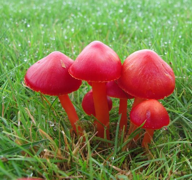 Fantastic Fungi